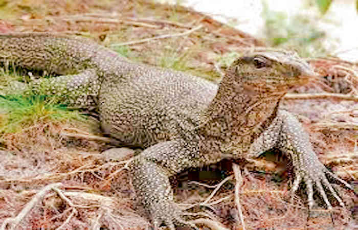 હાથાજોડી એ ઔષધ નથી પણ ગરોળીનું પેનિસ છે..