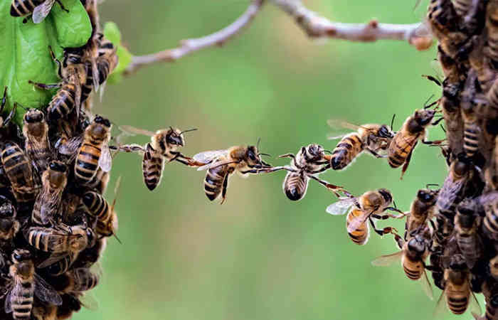 સુરત: વાઘેશ્વર ગામે ખેડૂત દંપતી પર મધમાખીઓના ઝુંડે કર્યો હુમલો, ગંભીર રીતે ઘાયલ પતિનું મોત, પત્ની સારવાર હેઠળ
