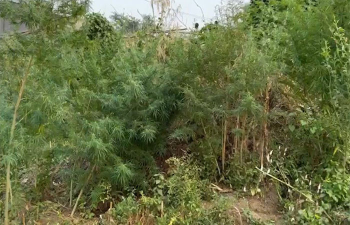 લીલા ગાંજાના છોડના જથ્થા સાથે મહંત ગિરફ્તાર