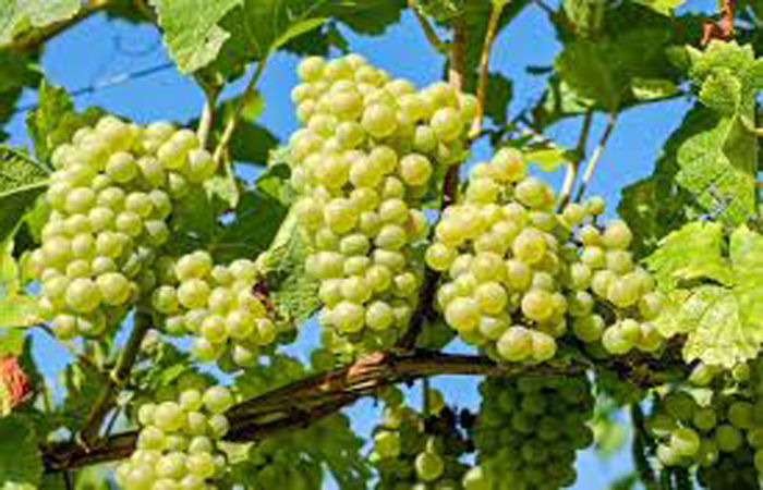 મુંબઈગરાં માટે મોટાપાયે ચાઈનીઝ દ્રાશ ઠલવાઈ