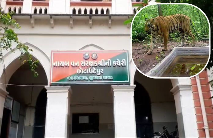 છોટા ઉદેપુરના કેવડીના જંગલોમાં 'વાઘ'ના સંરક્ષણ માટે તંત્ર એક્શનમાં, ભારે વાહનો પર પ્રતિબંધની તૈયારી