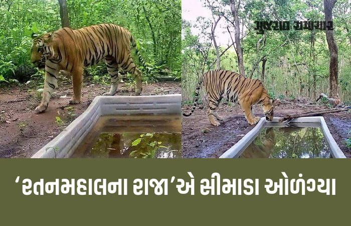 રતનમહાલના રાજાએ સીમાડા ઓળંગ્યા: જોડીદારની શોધમાં છોટાઉદેપુર સુધીનો 120 ચો.કિમી. વિસ્તાર ખૂંદી વળ્યો