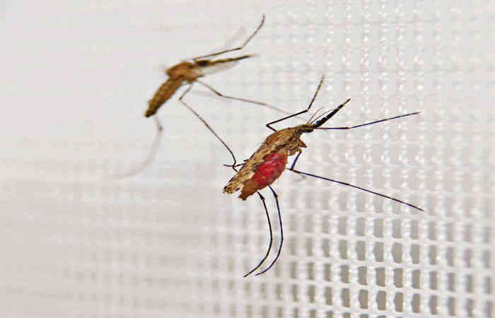 મેલેરિયા ફેલાવતો વિશિષ્ટ જંતુ: મચ્છર