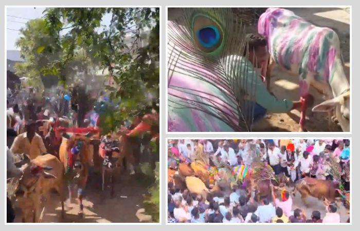 દાહોદ જિલ્લાનો અનોખો 'ગાય ગોહરી' ઉત્સવ: જ્યાં ખેડૂતો પશુધનના ટોળા નીચે દંડવત પ્રણામ કરીને પ્રાયશ્ચિત કરે છે