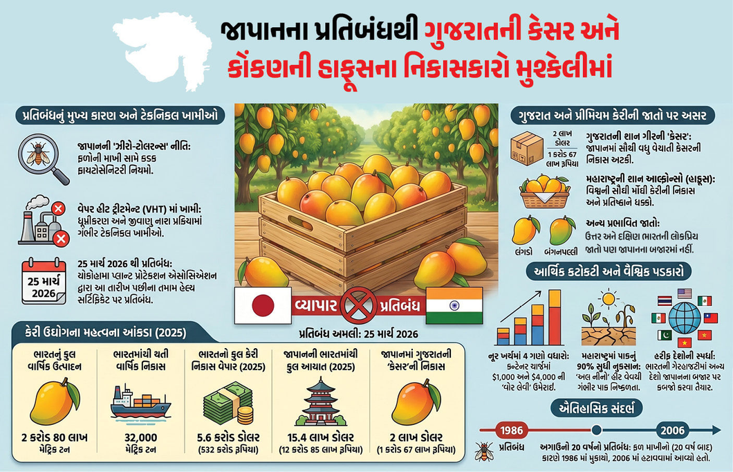 Explainer: 'ફળોના રાજા'ને ઝટકો, 20 વર્ષ બાદ ભારતીય કેરી પર જાપાનનો ફરી પ્રતિબંધ, નિકાસકારો સંકટમાં