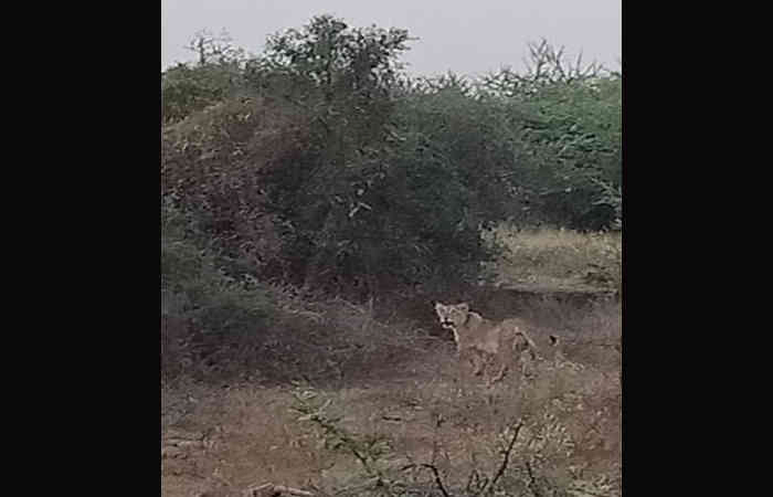 અમરેલી: વડીયાના અરજનસુખ ગામે ખેડૂતના ખેતરમાં સિંહોના આંટાફેરા..વીડિયો વાયરલ