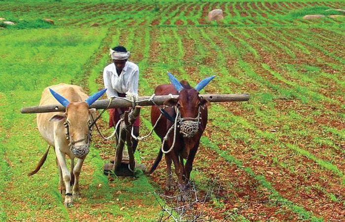 ખેડૂત દર વર્ષે ખેતરને શા માટે ખેડે છે?                                .