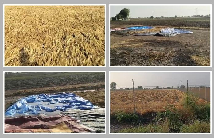 અમરેલીના બગસરામાં 4 ઈંચ જેટલો વરસાદ ખાબક્યો, લુધિયા ગામમાં તૈયાર પાક નાશ પામ્યો