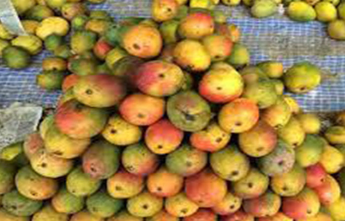 TN Food Dept on vigil against use of spraying agents to ripen mangoes
