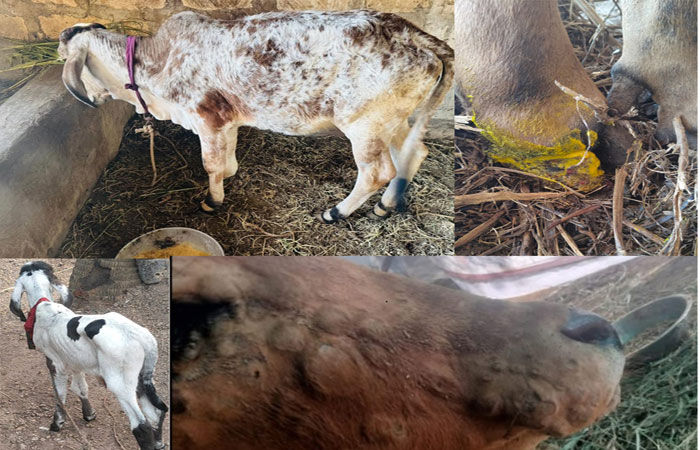 ગૌધનમાં ફરી લમ્પી જેવો વાયરસ : પશુપાલકો ચિંતામાં