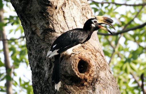 Mysterious Hornbill behaviour surprises bird watchers in Delhi’s Lodhi Garden