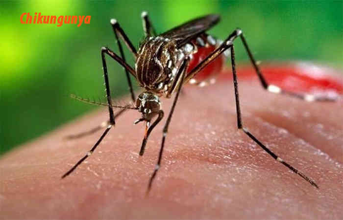 ચિકનગુનિયાનું પુનરાગમન