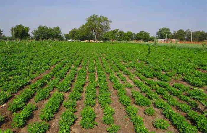 જૂનાગઢ જિલ્લાના ત્રણ તાલુકામાં 1681 હેક્ટરમાં મગફળી-કપાસનાં પાકને નુકસાન