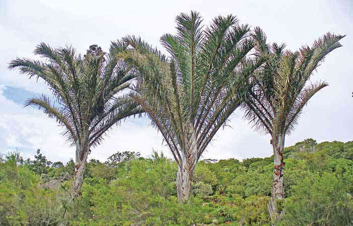 સૌથી લાંબા પાન વાળું વૃક્ષ: રાફિઆ પામ