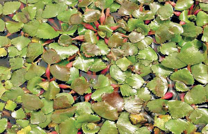 Water Caltrop (Singoda): A Crop Grown in Water