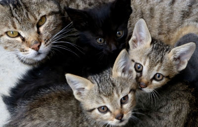 India’s first case of H5N1 in cats detected in Chhindwara, authorities on high alert