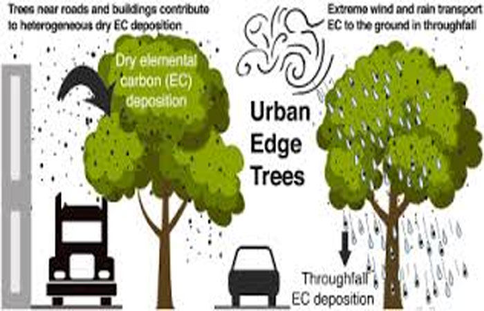 50 પરિવારના આખાં વર્ષનો Co2 એક કેમ્પસનાં વૃક્ષો જ શોષી લે છે