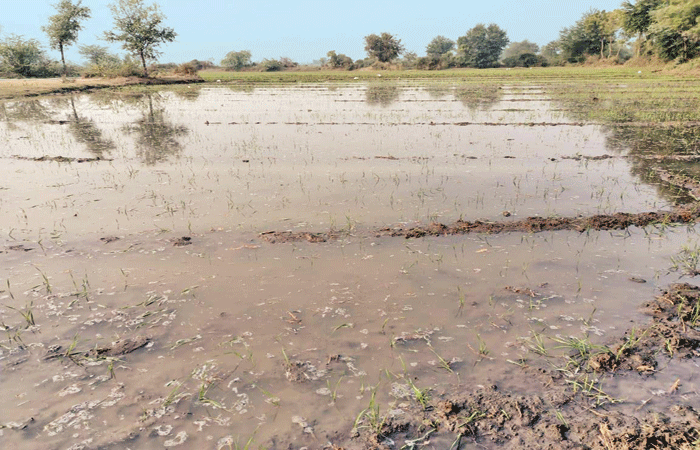 નર્મદા સબમાઇનોર કેનાલની સફાઈ ન થતા છલકાઈ : ખેતરોમાં જળબંબાકાર