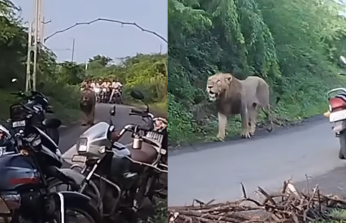 VIDEO : જંગલનો રાજા અચાનક જ રોડ પર આવ્યો, રાહદારીઓના શ્વાસ થંભી ગયા, નાસભાગ મચી