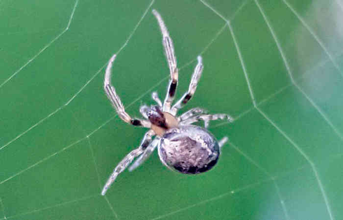 કરોળિયાની અજાયબ જાત                                                   .