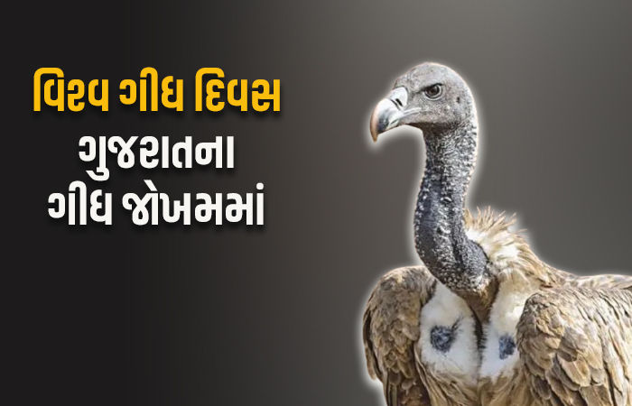 વિશ્વ ગીધ દિવસ: ગુજરાતમાં ગીધની સંખ્યામાં નોંધપાત્ર ઘટાડો, ઝાલાવાડમાં કુલ 8માંથી 6 પ્રજાતિના ગીધ જોવા મળે છે