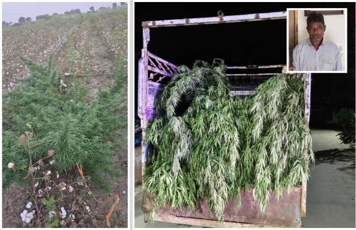 અમરેલી: કપાસની આડમાં ગાંજાનું વાવેતર ઝડપાયું, 155 કિ.લો. લીલા છોડ સાથે એકની ધરપકડ