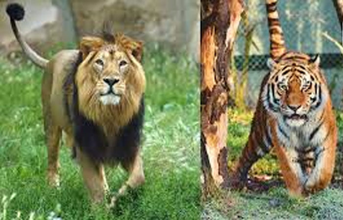 પોરબંદરમાં સિંહ, વાઘના શંકાસ્પદ અવશેષો સાથે 4 શખ્સો ઝડપાયા