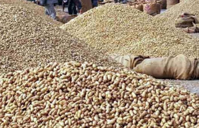 Godowns overflow in Junagadh, peanut procurement slows, produce may be sent to Kutch