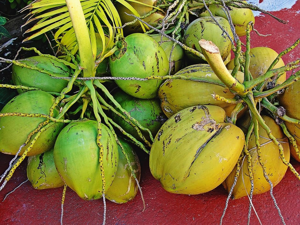 Gujarat reports 4,552 hectare growth in coconut cultivation in a decade