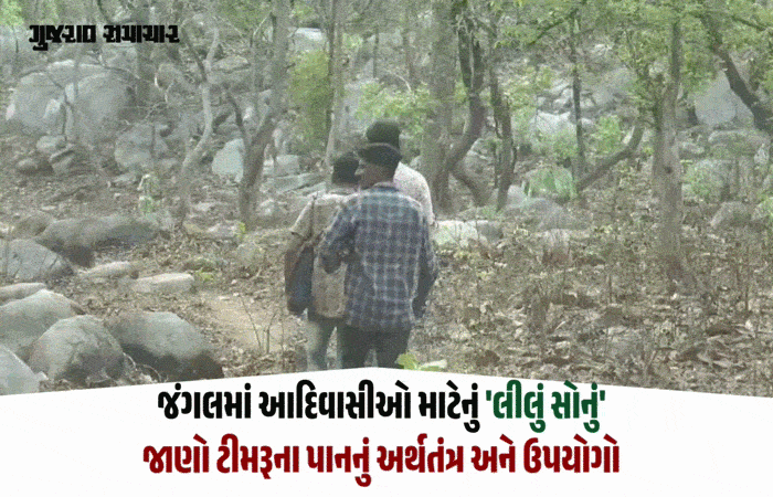 VIDEO: છોટા ઉદેપુરના આદિવાસીઓ માટે ટીમરૂના પાન 'લીલું સોનું', જંગલની પેદાશથી મળી રહી છે રોજગારી