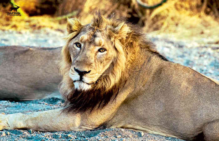 સિંહની બદલાતી ચાલ-ચલગત