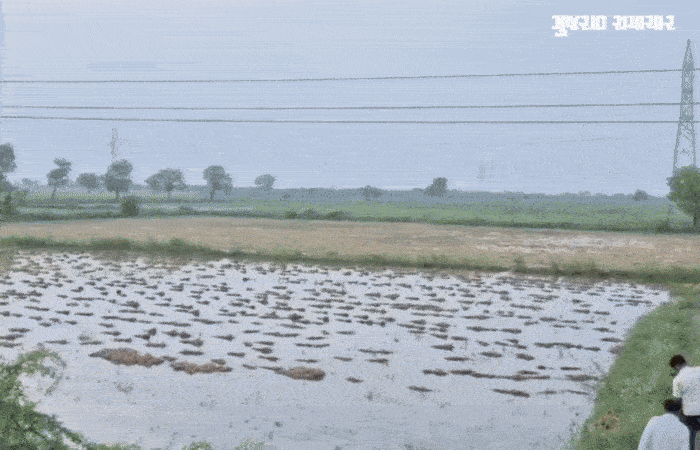 VIDEO: અમદાવાદમાં બાવળાના ખેતરોમાં જળપ્રકોપ: ડાંગરનો પાક ડૂબ્યો, જગતના તાતની હાલત દયનીય