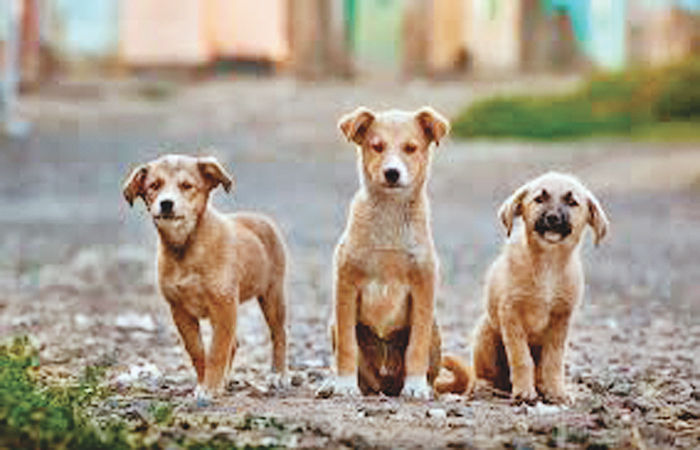 રખડતાં કૂતરાંને જીવતદાન મળ્યું સહવાસ અને વફાદારીની જીત