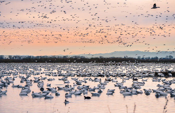 India’s 422 bird breeding sites, including Gujarat’s 19, deemed of int’l importance