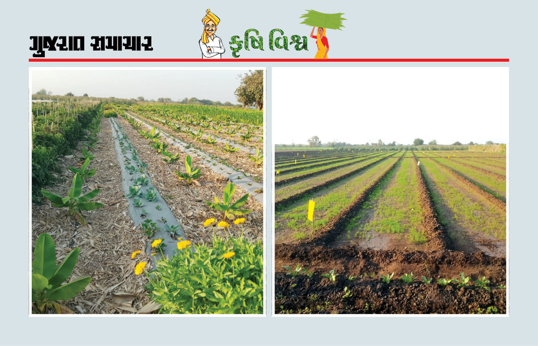નિવૃત્તિ બાદ 66 વીઘા જમીનમાં પ્રાકૃતિક ખેતીનો પ્રારંભ, ત્રીજા જ વર્ષે જમીન કુદરતી રીતે જીવંત બની