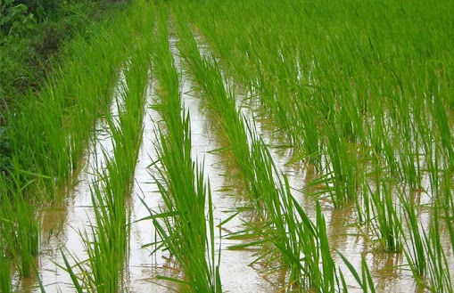 Gujarat farmers begin advance sowing of Kharif crops  on 26,000 hectares ahead of monsoon
