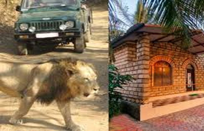 ગીર જંગલમાં આડેધડ 300 રિસોર્ટ ખડકાયા : સિંહો સ્થળાંતર કરવા મજબૂર
