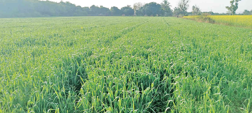 ઘઉંના પૂરતા ભાવ ન મળતા વાવેતર ઘટયું : રાયડાનું વધ્યું