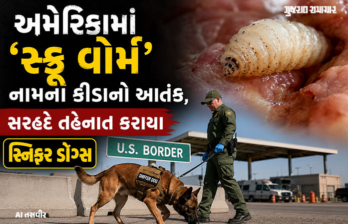 અમેરિકામાં 60 વર્ષ પછી દેખાયા માંસ ખાઉ કીડા, હવે તેમની સામે લડવા 60 કરોડ માખીનું સૈન્ય ઉતારાશે