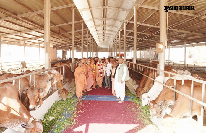 વડતાલ ધામમાં મકરસંક્રાંતિ પર 310 ગાયોનું વિશેષ પૂજન, લાડુ, સુખડી, લીલો ચારો ખવડાવામાં આવ્યો