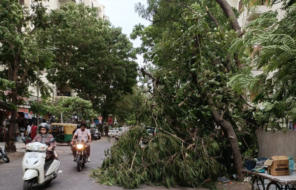 AMC plans 5 lakh plantations this year amid rise in illegal tree felling