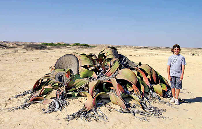 હજારો વર્ષ જીવતો અજાયબી છોડ: વેલ્વેશિયા