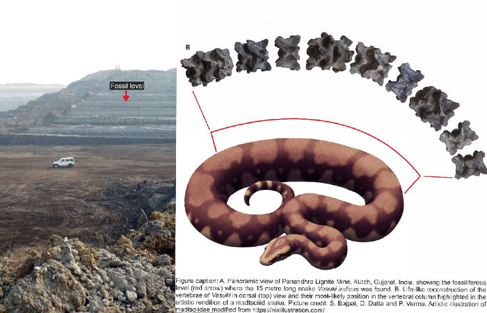 IIT Roorkee team finds giant ancient snake fossil in Kutch