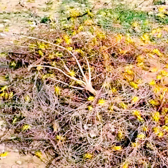 સુમરાસર અને આસપાસના ગામોમાં રણતીડના આક્રમણથી ખેડૂતોમાં ચિંતા