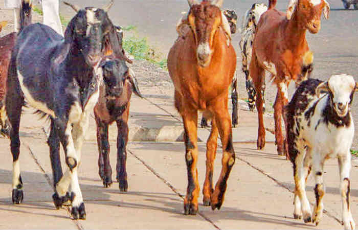 બકરી ઇદ પર થતી કતલ ચિંતાજનક