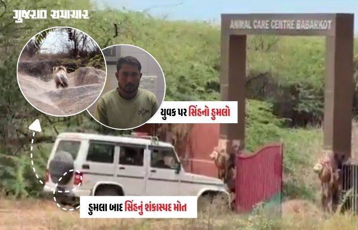 અમરેલી: જાફરાબાદના બાબરકોટમાં બે લોકો પર હુમલો કરનાર સિંહનું શંકાસ્પદ મોત, હડકવા થયો હોવાની આશંકા
