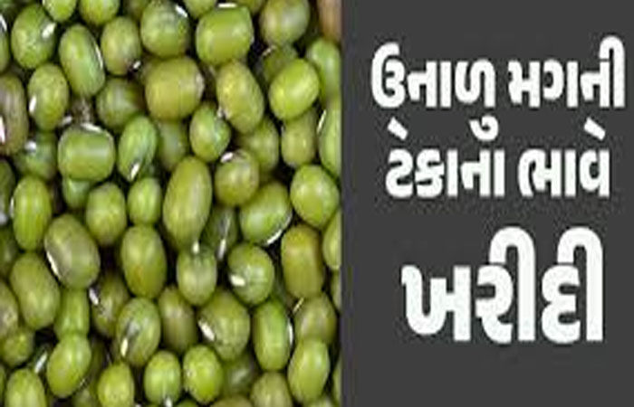 મોંઘવારીનાં ડામ વચ્ચે ટેકાના ભાવે મગની ખરીદીમાં રૂા. 110નો ઘટાડો