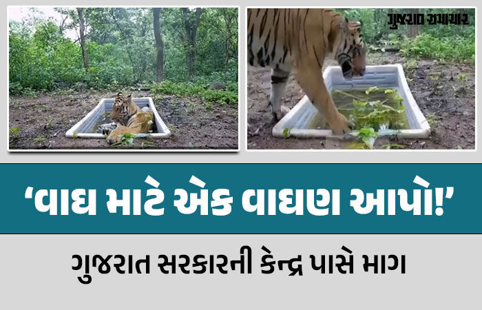 'જોઈએ છે એક વાઘણ': રતનમહાલમાં વસી ગયેલા વાઘ માટે ગુજરાત સરકારે કેન્દ્ર પાસે કરી માગ