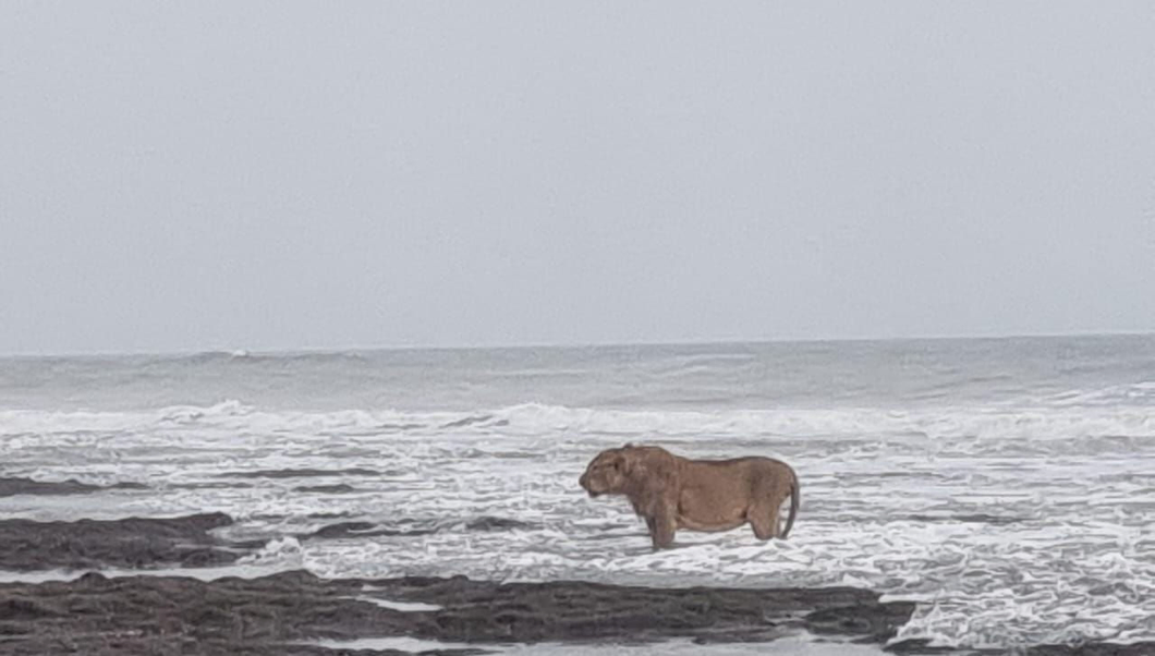 Asiatic lion’s seaside stroll in Junagadh captured in lens; pic goes viral