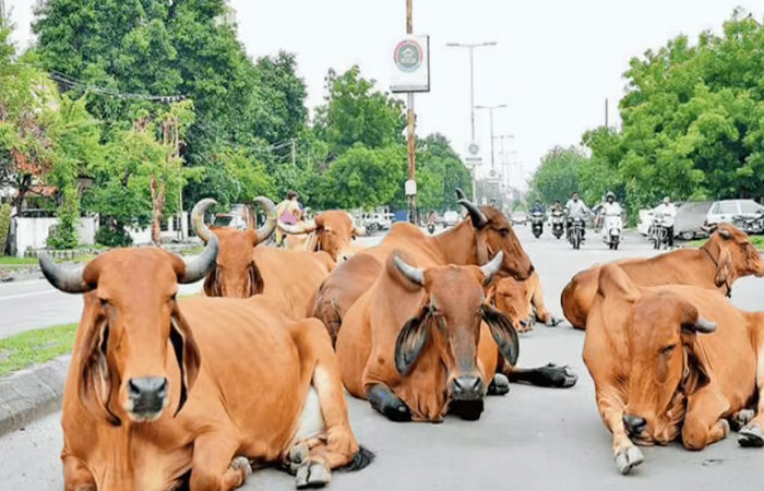 ગોરવામાં ઢોર પકડવા ગયેલી કોર્પોરેશનની ટીમ સાથે ઘર્ષણ, ત્રણ જણા સામે ફરિયાદ